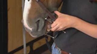 How to Put on a Bridle [upl. by Opportuna]