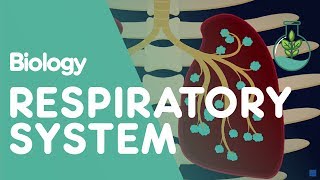 Respiratory System  Introduction  Physiology  Biology  FuseSchool [upl. by Liponis]