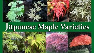 Japanese Maple Varieties [upl. by Enitsirc]