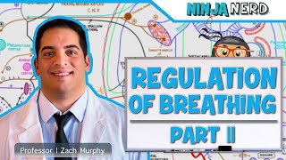 Respiratory  Regulation of Breathing Central amp Peripheral Chemoreceptors Part 2 [upl. by Tommi]