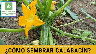 CÓMO SEMBRAR CALABACÍN [upl. by Clerc]