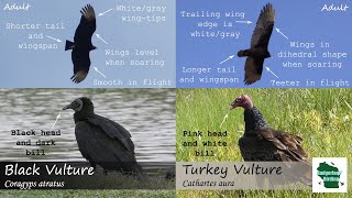 ID Tips Black Vulture vs Turkey Vulture [upl. by Asyl]