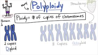 Polyploidy  Tales from the Genome [upl. by Yatnuahc]