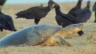 Giant turtles vs vultures  BBC wildlife [upl. by Niki]