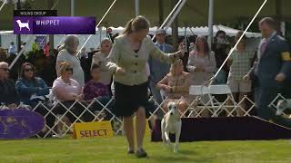 Whippets  Breed Judging 2022 [upl. by Laeria]