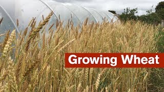 Growing Wheat For The First Time [upl. by Polish]