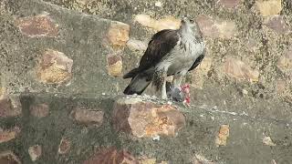 Bonellis Eagle tearing apart a pigeon [upl. by Dix]