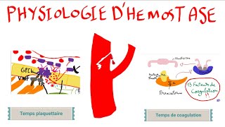 Physiologie dhémostase [upl. by Silera]