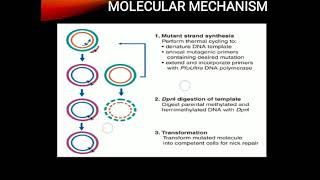 Site directed mutagenesis [upl. by Yecnahc]