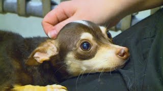 Chihuahua Rescued From Iowa Dumpster Loves Being Held [upl. by Zehcnas372]