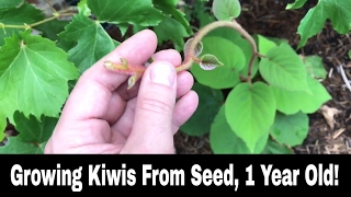 How To Grow A Kiwi Tree or Vine From Seed  1 Year Old [upl. by Ardnac]