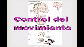 Control del movimiento Neurociencias [upl. by Toomay]