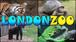 LONDON ZOO Walking Tour  England 4k [upl. by Brad]