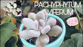 PACHYPHYTUM OVIFERUM [upl. by Jelle336]