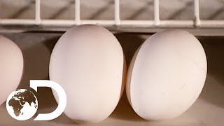 EGGS  How Its Made [upl. by Shewchuk]