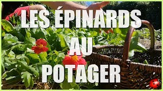 LES ÉPINARDS AU POTAGER Tuto  Cest maintenant [upl. by Nosemaj]