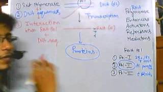 Eukaryotic transcription part 1 introduction [upl. by Attezi]