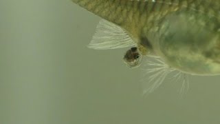 A Guppy Having Babies [upl. by Analaj]