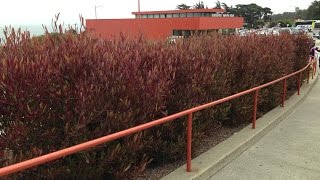 Dodonaea viscosa Purpurea  Purple Hop Bush  Purple Hopseed Bush [upl. by Griffis]