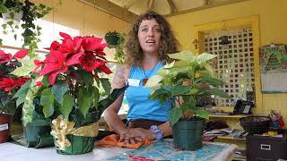 Caring for Poinsettias  Indoors and Out [upl. by Allana]