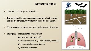 Classification and Structure of Fungi Fungal Infections  Lesson 1 [upl. by Nohtanoj]