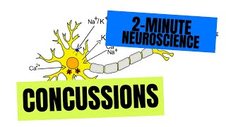 2Minute Neuroscience Concussions [upl. by Eisseb377]