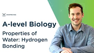 Properties of Water Hydrogen Bonding  Alevel Biology  OCR AQA Edexcel [upl. by Swetlana113]