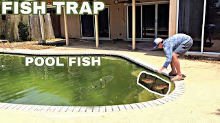 Saving Fish from Abandoned Pool Pond [upl. by Hsejar]