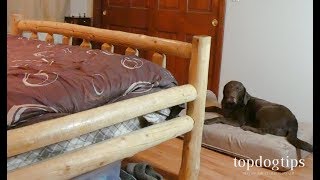 How To Keep Dog Off Bed in 10 Simple Steps [upl. by Nodab]