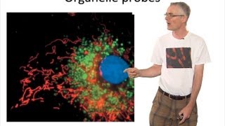 Microscopy Fluorescent Probes Timothy Mitchison [upl. by Sucramal]