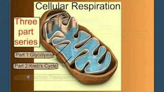 Cellular Respiration Part 1 Introduction amp Glycolysis [upl. by Higginbotham]