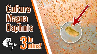 How to culture DAPHNIA MAGNA  The easy way [upl. by Dhruv361]