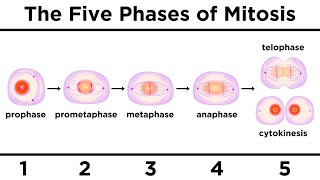 Mitosis How One Cell Becomes Two [upl. by Tesler212]