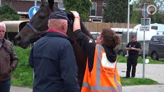 5 paarden weggestuurd bij paardenmarkt Elst [upl. by Udela]