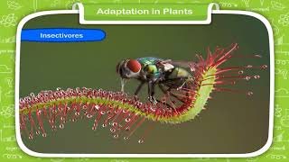 Adaptation in Plants  Class4 [upl. by Misa472]