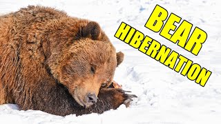 Bear Hibernation – Alaska Bear Hibernation Facts [upl. by Tobi]