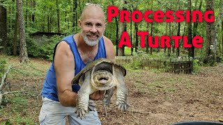 How To Process A Snapping Turtle [upl. by Wandis]