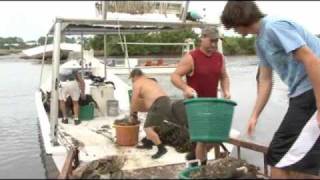 Clam farming in Cedar Key Florida [upl. by Rohclem499]