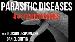 Parasitic Diseases Lectures 41 Schistosomes [upl. by Anilok]