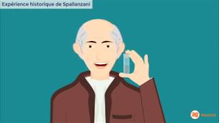 Spallanzani  expérience sur la digestion [upl. by Blunk]