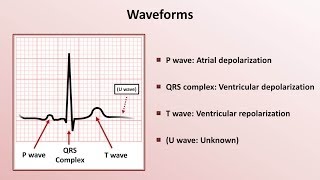 Intro to EKG Interpretation  Waveforms Segments and Intervals [upl. by Amelie35]