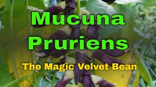 Dopa bean Mucuna Pruriens Benefits Top 10 Health benefits of Mucuna pruriens that boosts DOPAMINE [upl. by Lower]