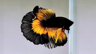 10 Most Beautiful Betta Fish in the World [upl. by Sorodoeht]