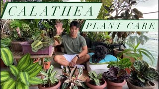 Calathea Plant Care  Prayer Plant Guide and tips [upl. by Avalsorim]