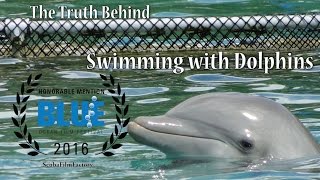 The Truth Behind Swimming with Dolphins [upl. by Stanhope]