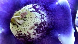 Gloxinia  Sinningia In Flower amp Winter Rest [upl. by Metts312]