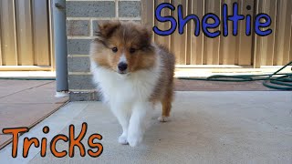 Sheltie learning tricks Compilation [upl. by Annael724]