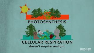 Plant Respiration  Sci NC  PBS North Carolina [upl. by Marciano59]