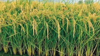 Técnicas de Cultivo para evitar Pérdidas en la Siembra de Arroz  TvAgro por Juan Gonzalo Angel [upl. by Hallerson]