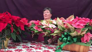 HOW TO TAKE CARE OF YOUR POINSETTIA [upl. by Eseerahs]